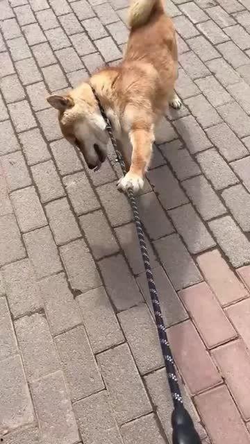 吃瓜不忘狗子,揭秘娱乐圈背后的温馨瞬间 第2张 吃瓜不忘狗子,揭秘娱乐圈背后的温馨瞬间 第2张